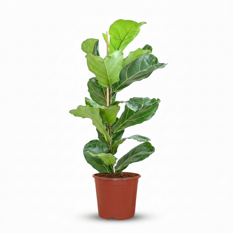 Ficus Lyrata Geigenfeige - pflegeleicht, 75-85cm, Topf 21cm
