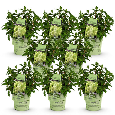 Rispenhortensie 'Groundbreaker Greeny' – Frosthart, Creme, 8 Pflanzen