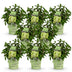Panicle Hydrangea 'Groundbreaker Greeny' – Frost-hardy, Cream, 8 Plants Bild 2