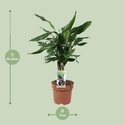 Dracaena Fragrans Steudneri Grün im 17cm Topf, 55cm Höhe