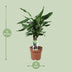 Dracaena Fragrans Steudneri Grün im 17cm Topf, 55cm Höhe Bild 2