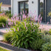 Green boutiQ - Perennial - Persicaria ampl. Rosea - Knotweed - Shade - Pink - 24 Plants - Pot 11cm - Height 15-25cm Bild 5