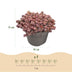 Green boutiQ Bodendecker - Winterharte Alpine Mischung, 8 Pflanzen Bild 3