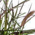 Pennisetum x advena Chelsea Ø27cm - ↕70 - 80cm Bild 2
