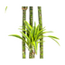 Dracaena Lemon Lime Ø27cm - 170-190cm: Zimmerpflanze mit Streifen Bild 5