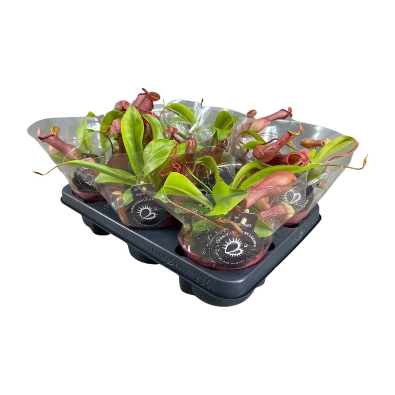 Nepenthes Alata Kannenpflanze im Ø12cm Topf, ↕17cm