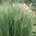 Green boutiQ - Gräser - Panicum virg. Northwind - Prairiegras - Mit Blüte - Grün - 1 Pflanze - Topf 11cm - Höhe 15-25cm Bild 5