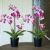 Orchidee Vanda rosa 2 Stück - Bündelprodukt - Kunstpflanzen Bild 2