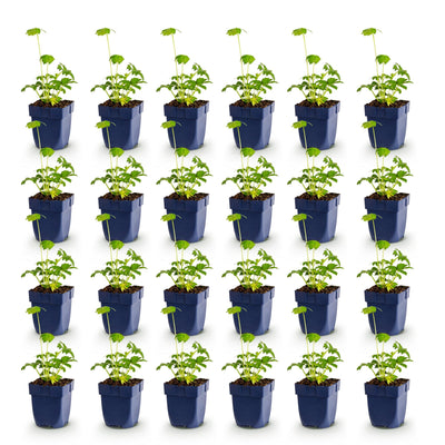 Green boutiQ - Perennial plant - Astrantia major - Masterwort - Shade - White-Pink - 24 plants - Pot 11cm - Height 15-25cm