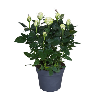 Topfrose Rosa wit Ø17cm, 45cm hoch
