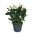 Topfrose Rosa wit Ø17cm, 45cm hoch Bild 1