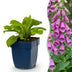 Green boutiQ - Stauden - Digitalis purp. Dalmatian Purple - Fingerhut - Schatten - Lila - 1 Pflanzen - Topf 11cm - Höhe 15-25cm Bild 1