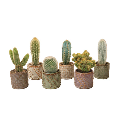 Kaktus-Set 6 Stück mit Mini-Keramiktöpfen Madrid