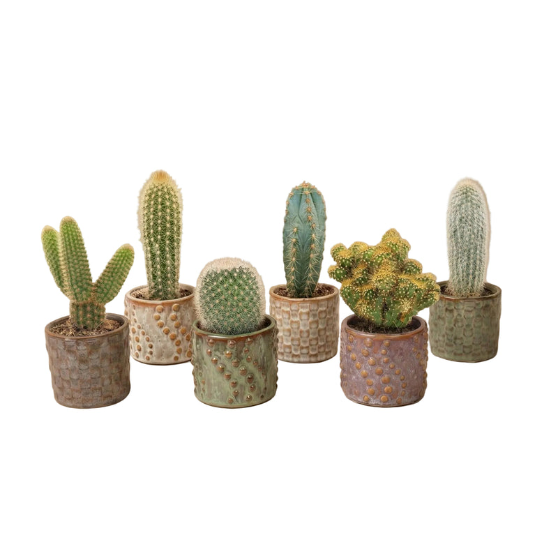 Kaktus-Set 6 Stück mit Mini-Keramiktöpfen Madrid