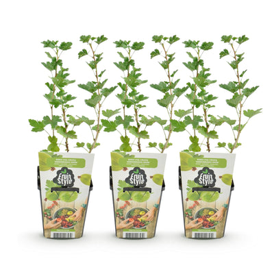 GreenboutiQ Stachelbeere 'Hinnonmaki Grün' - 3 winterharte Pflanzen