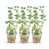 GreenboutiQ Stachelbeere 'Hinnonmaki Grün' - 3 winterharte Pflanzen Bild 2