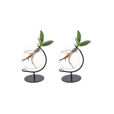 Clusia im Glas - 2er Set - Ø5cm - ↕10cm