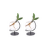 Clusia im Glas - 2er Set - Ø5cm - ↕10cm Bild 1