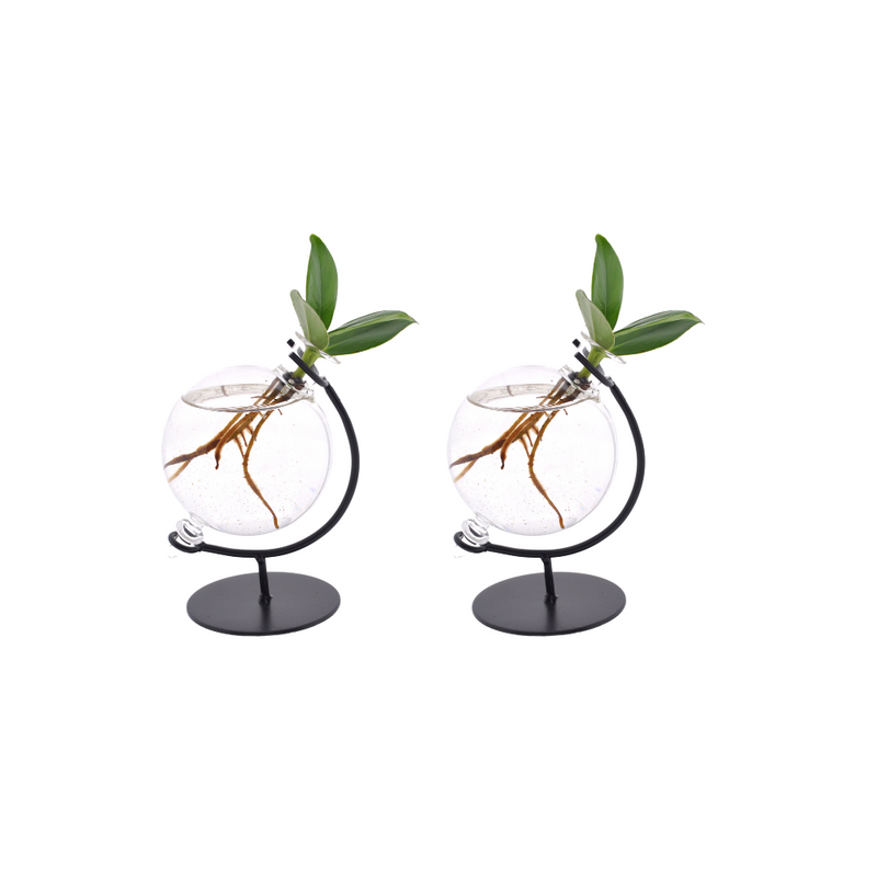 Clusia im Glas - 2er Set - Ø5cm - ↕10cm