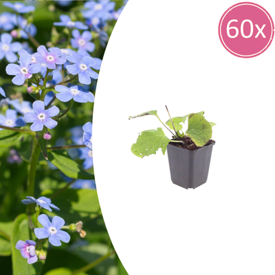 60x Brunnera macrophylla (Kaukasisches Vergissmeinnicht) ↕10-25cm