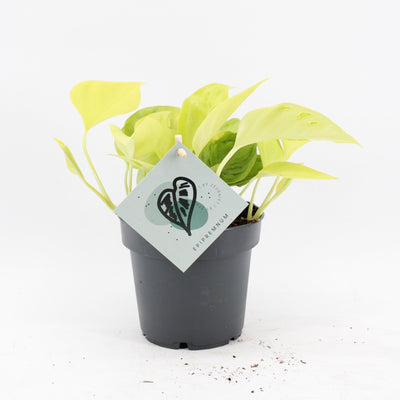 Epipremnum Champs Élysées - Gelbe Tropenpflanze, Ø12cm, ↕25cm