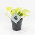 Epipremnum Champs Élysées - Gelbe Tropenpflanze, Ø12cm, ↕25cm Bild 1