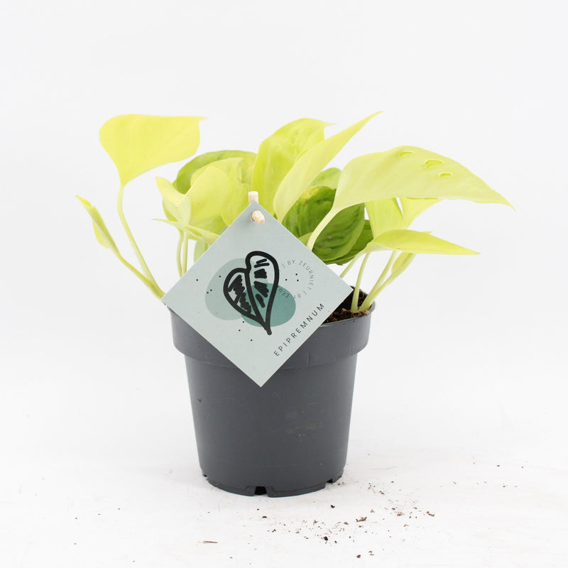 Epipremnum Champs Élysées - Gelbe Tropenpflanze, Ø12cm, ↕25cm