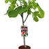 Feigenbaum Ficus Carica (Ø17cm, ↕80cm) - Tropisches Flair & essbare Früchte Bild 1
