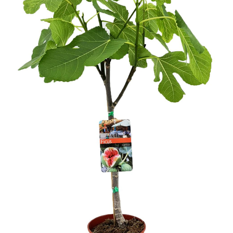 Feigenbaum Ficus Carica (Ø17cm, ↕80cm) - Tropisches Flair & essbare Früchte