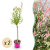 2x - Salix Flamingo - Ø17cm - ↕70-80cm Bild 1