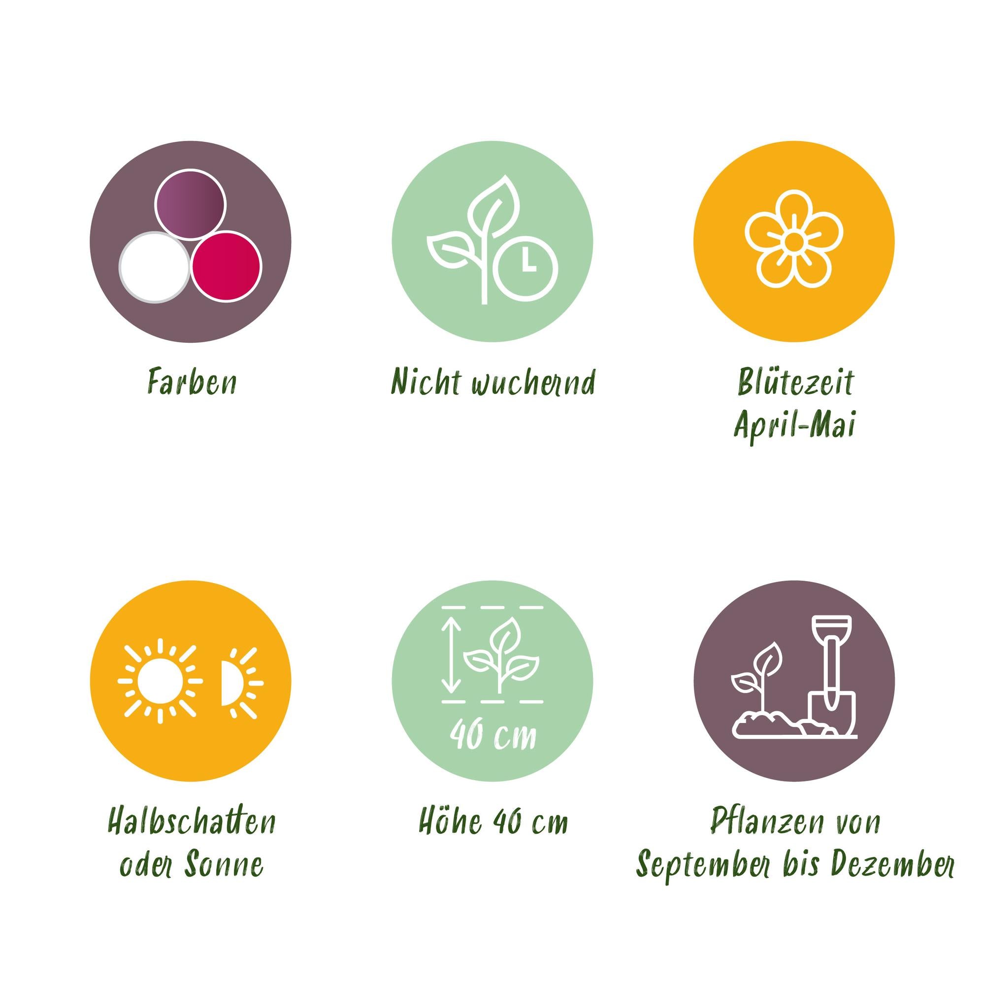 GreenboutiQ - Blumenzwiebeln - Tulp Pastel mix - Bulbs Hardy Perennial - Verschiedene Farben - 12 Stück - Zwiebelgröße 11/12 - XXL Pack