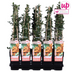 Pyracantha 'Soleil d'Or' - Ornamental shrub with golden berries, 65cm Bild 4