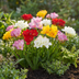 160x Freesia Double Mix - Gefüllte Duft-Freesien Zwiebeln (Größe 5/+) Bild 2