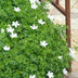60x Geranium sanguineum 'Album' - Blühende Bodendeckerstaude, 10-25cm Bild 7
