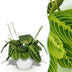 Maranta Fascinator Lemon Lime Houseplant - Pet-Friendly Bild 1
