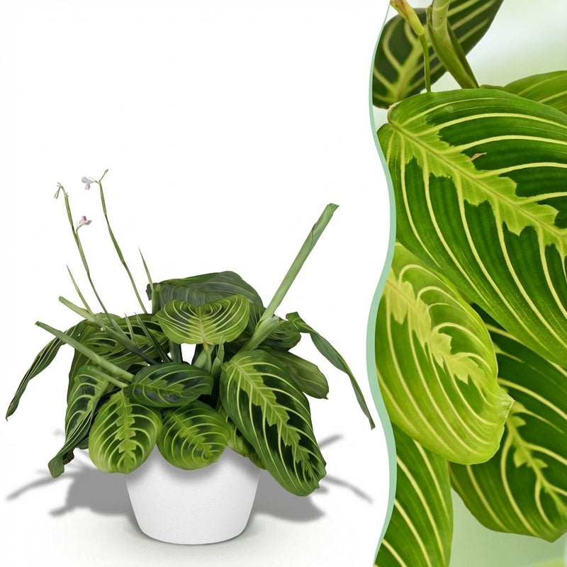 Maranta Fascinator Lemon Lime Houseplant - Pet-Friendly