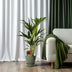 Howea Forsteriana Kentia Palme - Ø19cm Topf, 100cm hoch Bild 3
