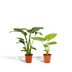 Tropical Plant Set: Strelitzia Nicolai & Alocasia Macrorrhiza Bild 1