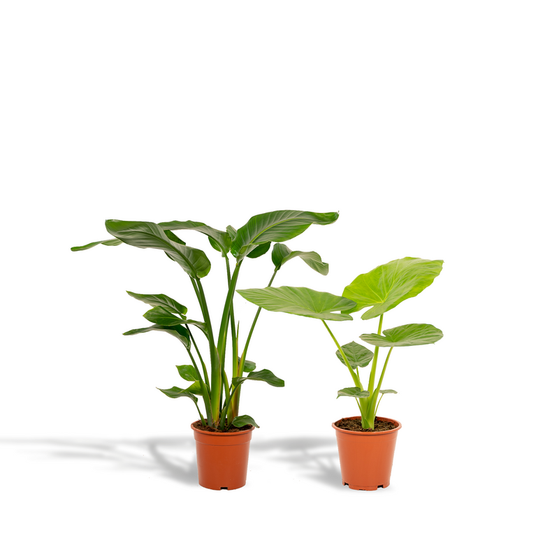 Tropical Plant Set: Strelitzia Nicolai & Alocasia Macrorrhiza