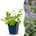 Green boutiQ - Staude - Nepeta faassenii - Katzenminze - Bienen- und Schmetterlingsmagneten - Lila - 24 Pflanzen - Topf 11cm - Höhe 15-25cm Bild 1