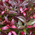 GreenboutiQ - Gartenpflanze - Leucothoe Zeblid - Rot - 2 Pflanzen - Immergrün - Wenig Pflege - Topf 17cm Höhe 45cm Bild 4