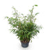 Green boutiQ Fargesia robusta Pingwu Bamboo, non-invasive, pot 23cm, H 80cm Bild 2