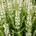 Green boutiQ - Perennial - Salvia nem. Schneehügel - Sage - Bee and Butterfly Attractors - White - 24 Plants - Pot 11cm - Height 15-25cm Bild 2