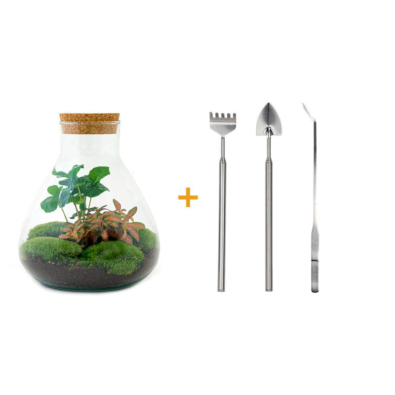 Bottle garden - Sammie Coffea - ↕ 26 cm - Rake + Shovel + Tweezers