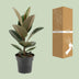 Ficus Elastica Robusta Gummibaum (Ø17cm, ↕55cm) Bild 3