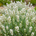 Green boutiQ - Perennial - Lavandula ang. Hidcote - Lavender - Fragrant - Purple - 12 Plants - Pot 11cm - Height 15-25cm Bild 5