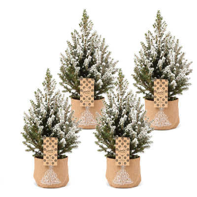 4x Picea glauca Conica - Zuckerhutfichte - Grün - Weiß - Weihnachtsbaum - inkl. Jutesack - Ø17cm - ↕65cm