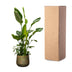 Strelitzia Nicolai de luxe XXL - 250cm - ø40 Bild 5