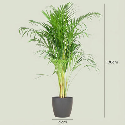 Areca-Palme (Dypsis) mit grauem Topf - 100 cm