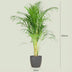 Areca-Palme (Dypsis) mit grauem Topf - 100 cm Bild 2